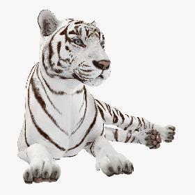 Lying White Tiger 3D Model 3D model